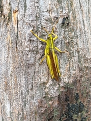 Schistocerca alutacea