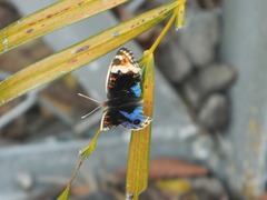 Junonia orithya