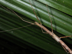 Sipyloidea larryi