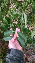 Euonymus bungeanus