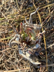 Dudleya cultrata
