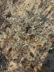 Helianthus niveus