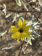 Helianthus niveus