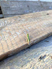 Chorthippus dorsatus