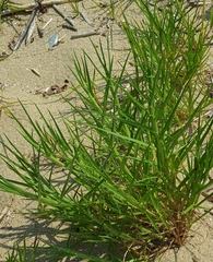 Cenchrus tribuloides