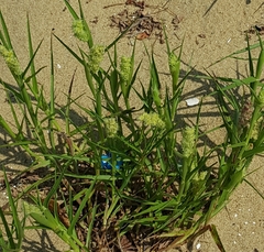 Cenchrus tribuloides