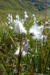 Eriophorum latifolium