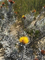Leucospermum tomentosum