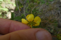 Potentilla grandiflora