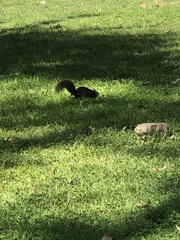 Sciurus carolinensis