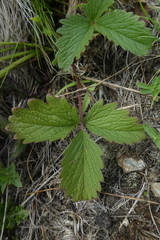 Potentilla grandiflora
