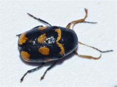 Cryptocephalus anticus