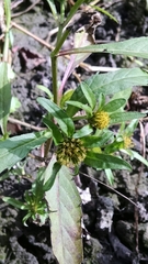 Bidens comosa
