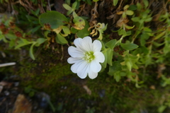 Cerastium uniflorum
