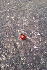 Coccinella septempunctata