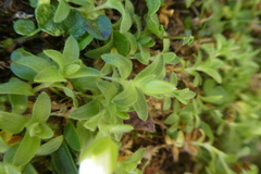 Cerastium uniflorum