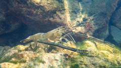 Macrobrachium formosense