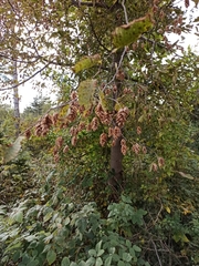 Ostrya carpinifolia