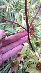 Bidens comosa