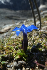 Gentiana brachyphylla
