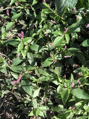 Persicaria
