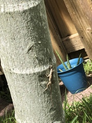 Anolis sagrei