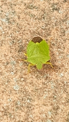 Palomena prasina