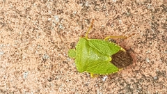 Palomena prasina