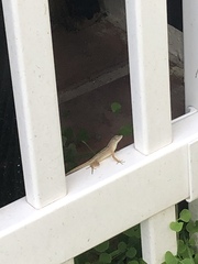 Anolis sagrei
