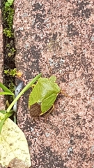 Palomena prasina