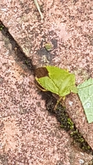 Palomena prasina