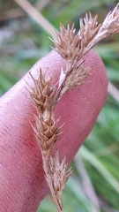 Carex echinodes