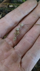 Carex echinodes