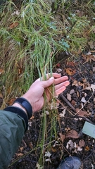Carex echinodes