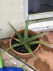 Aloe vera