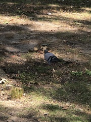 Columba livia domestica