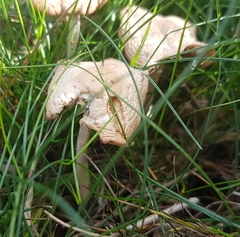 Fungi