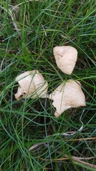 Fungi