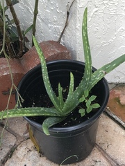 Aloe vera