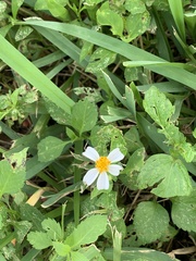 Bidens alba