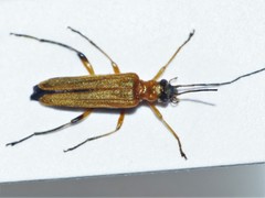 Oedemera podagrariae