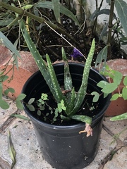 Aloe vera