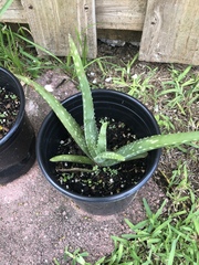 Aloe vera