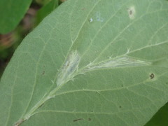 Phyllonorycter emberizaepenella