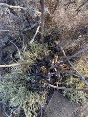 Dudleya cultrata
