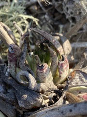 Dudleya cultrata