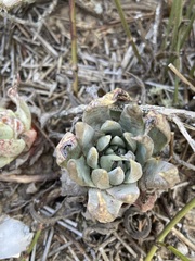 Dudleya cultrata