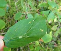 Phyllonorycter emberizaepenella