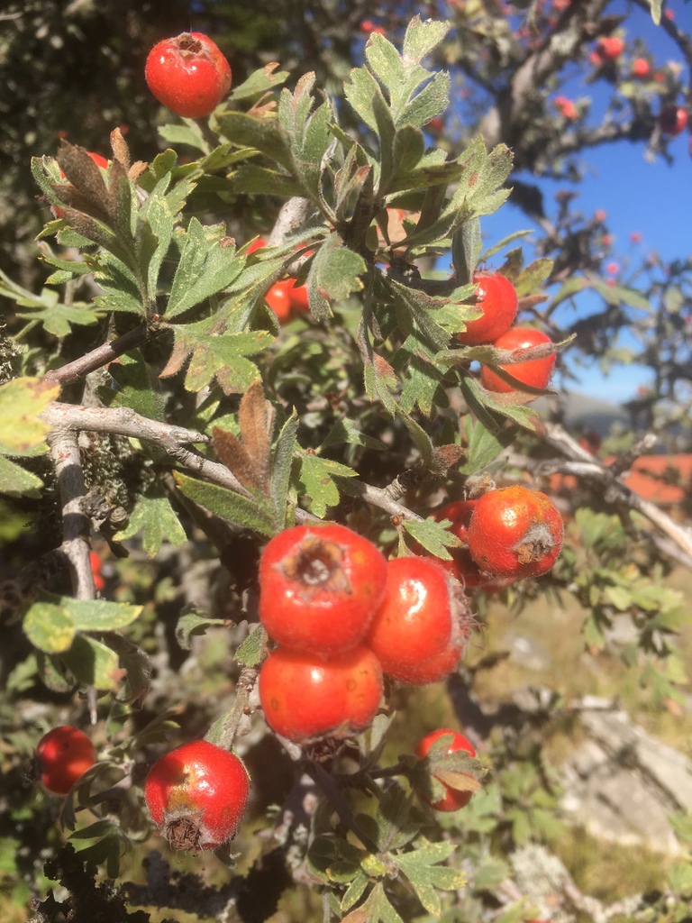 Oriental hawthorn
