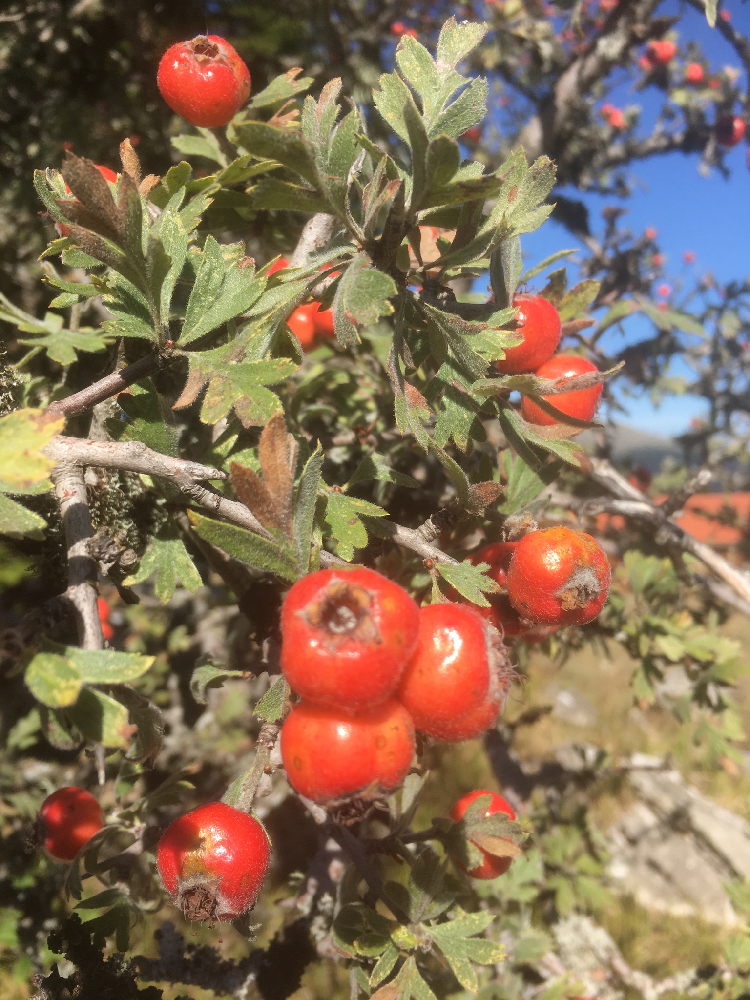 Crataegus orientalis